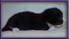 Black and White Female Maine Coon